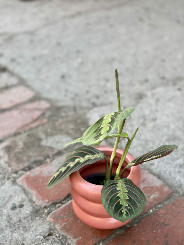 Zdjęcie doniczki lub oslonki: Osłonka Ponton 9x12 cm, ujęcie 2