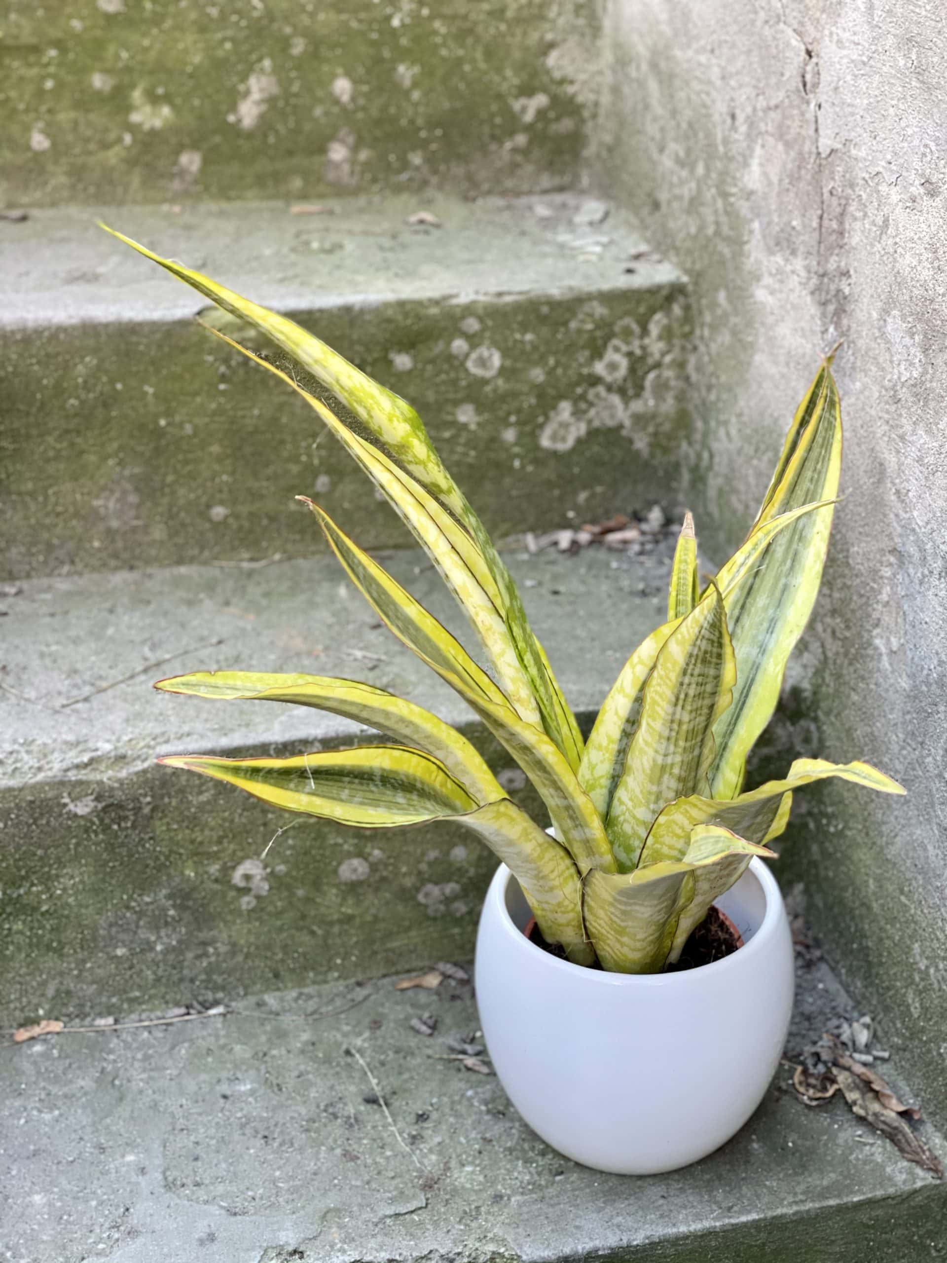 Zdjęcie rośliny Sansevieria aubrytiana Lauren, ujęcie 1