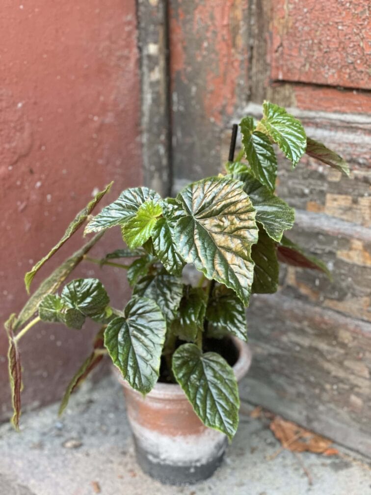 Zdjęcie rośliny Begonia Oldemor, ujęcie 1