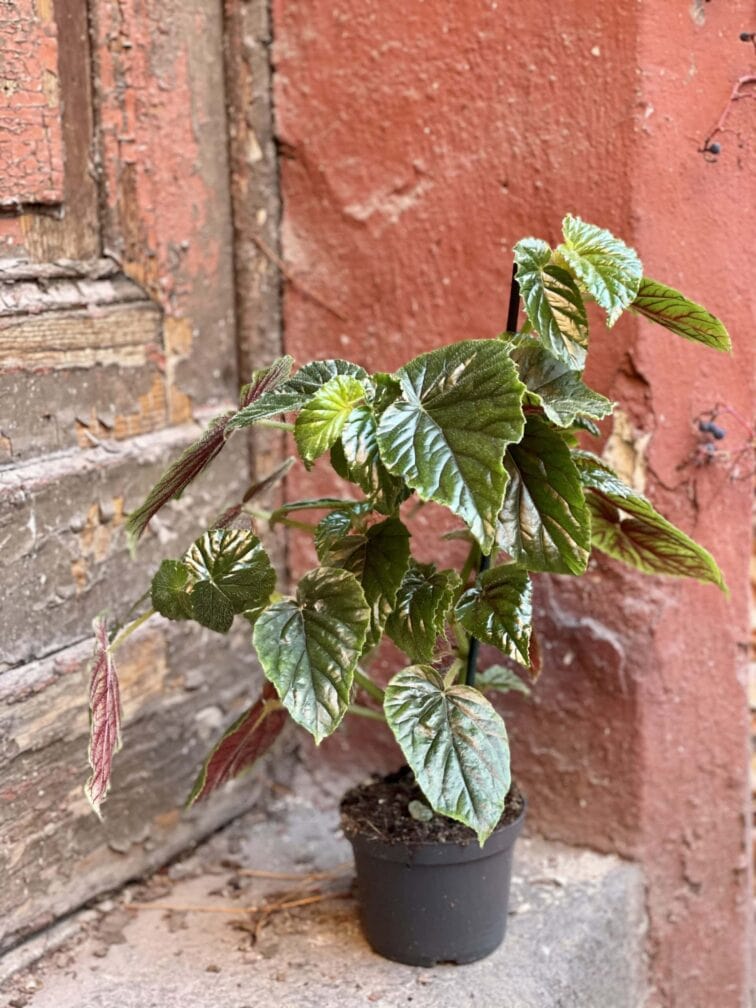 Zdjęcie rośliny Begonia Oldemor, ujęcie 3