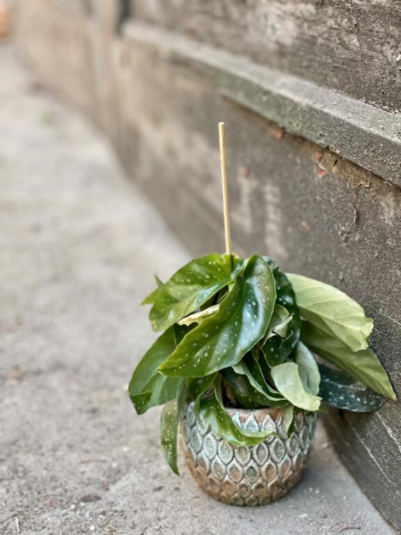 Zdjęcie rośliny Begonia albopicta, ujęcie 1