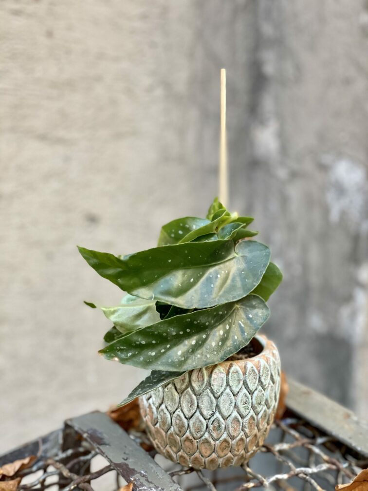 Zdjęcie rośliny Begonia albopicta, ujęcie 2