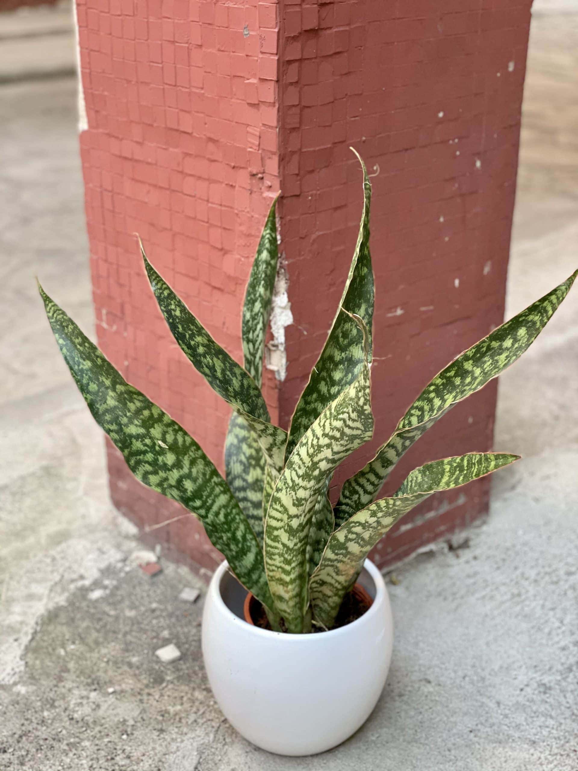 Zdjęcie rośliny Sansevieria aubrytiana Dragon, ujęcie 1