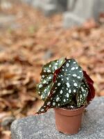 Zdjęcie rośliny Begonia Maculata, ujęcie 2