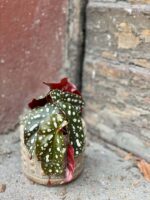 Zdjęcie rośliny Begonia Maculata, ujęcie 3