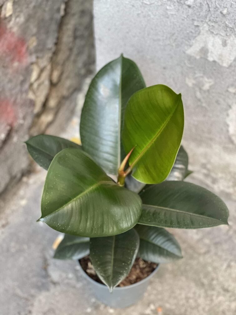 Zdjęcie rośliny Ficus elastica Robusta, ujęcie 1