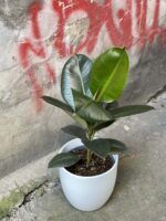 Zdjęcie rośliny Ficus elastica Robusta, ujęcie 2