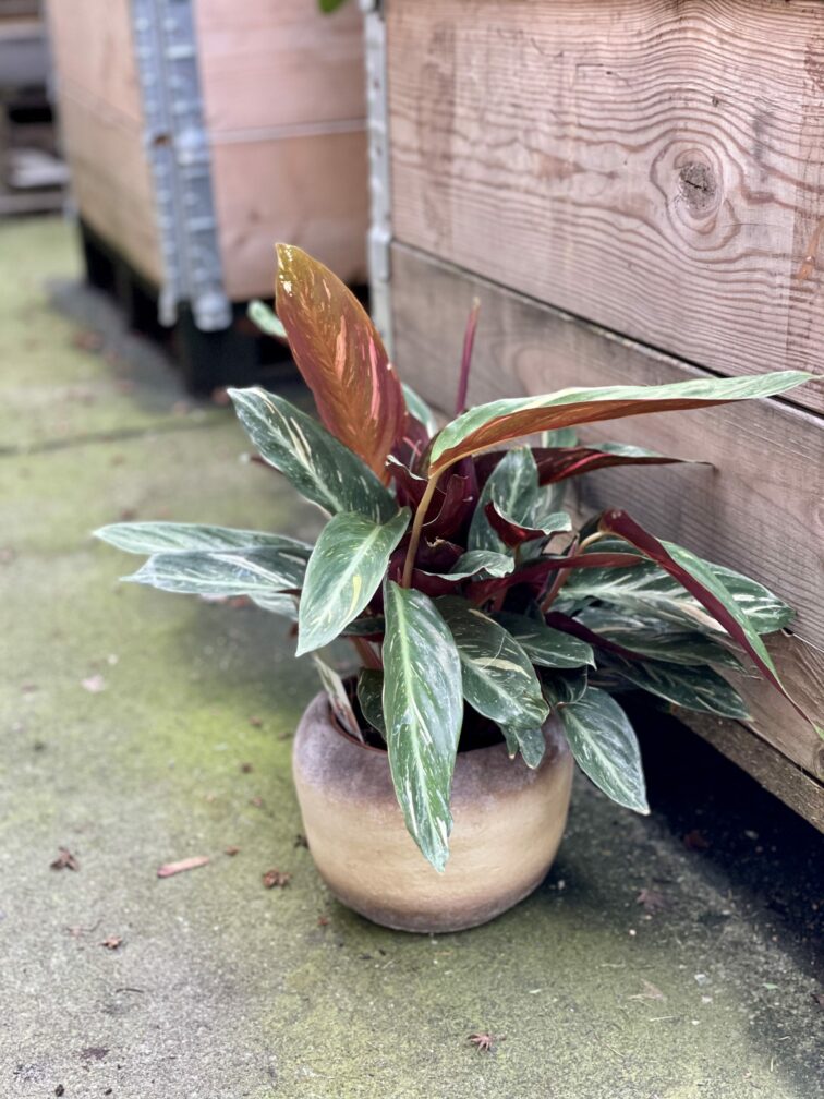 Zdjęcie rośliny Stromanthe Magic Star, ujęcie 1