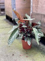 Zdjęcie rośliny Stromanthe Magic Star, ujęcie 3