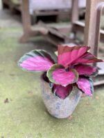 Zdjęcie rośliny Calathea roseopicta Rosy, ujęcie 1