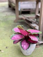 Zdjęcie rośliny Calathea roseopicta Rosy, ujęcie 3
