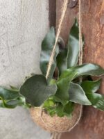 Zdjęcie rośliny Platycerium bifurcatum Kokedama (Łosie rogi), ujęcie 1