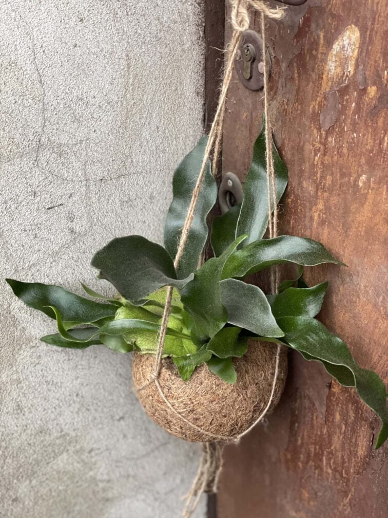 Zdjęcie rośliny Platycerium bifurcatum Kokedama (Łosie rogi), ujęcie 2