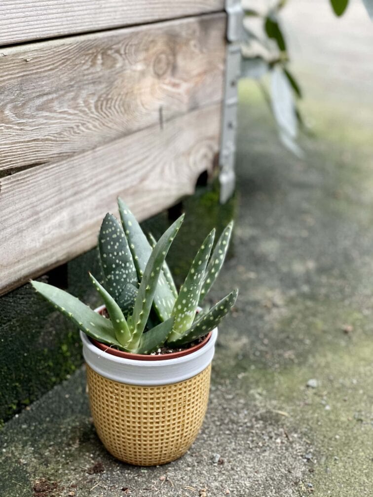 Zdjęcie rośliny Aloe paradisicum (Aloes), ujęcie 1