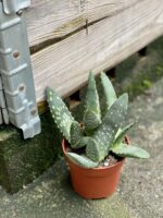 Zdjęcie rośliny Aloe paradisicum (Aloes), ujęcie 2