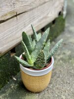 Zdjęcie rośliny Aloe paradisicum (Aloes), ujęcie 3