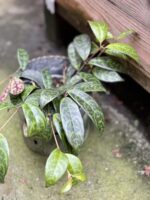 Zdjęcie rośliny Aeschynanthus Marmoratus (Marmurkowy), ujęcie 2
