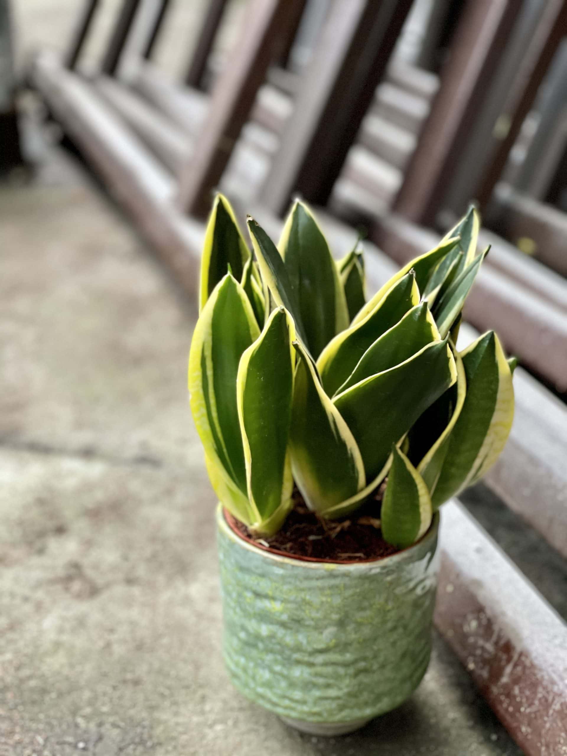 Zdjęcie rośliny Sansevieria Jade Pagoda, ujęcie 1