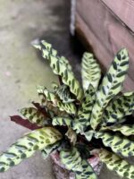 Zdjęcie rośliny Calathea Lancifolia, ujęcie 2