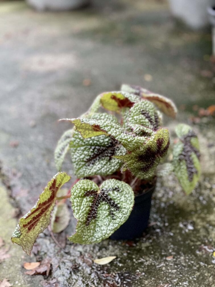 Zdjęcie rośliny Begonia masoniana "Mountain Explore", ujęcie 2