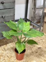 Zdjęcie rośliny Alocasia cucullata variegata nr 2, ujęcie 1