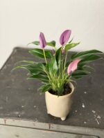 Zdjęcie doniczki lub oslonki: Osłonka Amazonka 10x11 cm, ujęcie 2