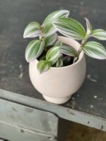 Zdjęcie doniczki lub oslonki: Osłonka Pink Panther 9x10 cm, ujęcie 2