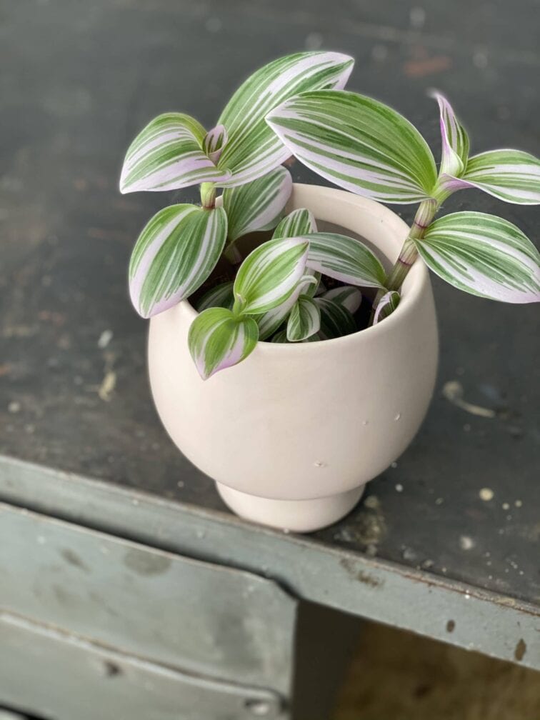 Zdjęcie doniczki lub oslonki: Osłonka Pink Panther 9x10 cm, ujęcie 2