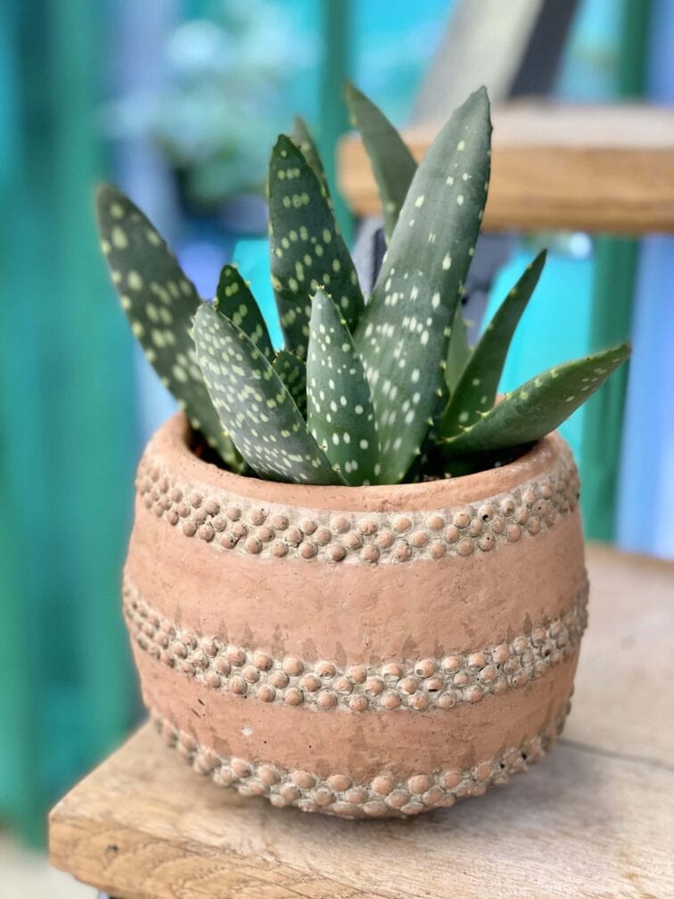 Zdjęcie doniczki lub oslonki: Osłonka Babilon 10x11 cm, ujęcie 2