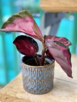 Zdjęcie doniczki lub oslonki: Osłonka Burlesque 6x6 cm, ujęcie 2