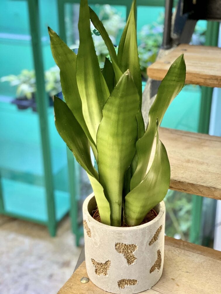 Zdjęcie doniczki lub oslonki: Osłonka Dutchmine 14x16 cm, ujęcie 2