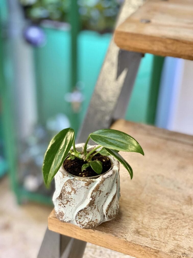 Zdjęcie doniczki lub oslonki: Osłonka Moonwalk 6x7 cm, ujęcie 2