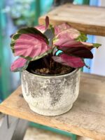 Zdjęcie doniczki lub oslonki: Osłonka Broad Peak 12x11 cm, ujęcie 2