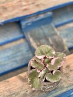 Zdjęcie rośliny Saxifraga stolonifera, ujęcie 1