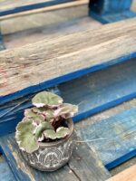 Zdjęcie rośliny Saxifraga stolonifera, ujęcie 2