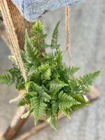 Zdjęcie rośliny Humata Tyermanii kokedama, ujęcie 3