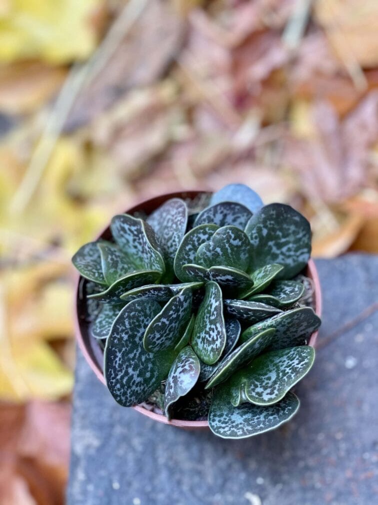 Zdjęcie rośliny Adromischus maculatus, ujęcie 1