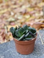 Zdjęcie rośliny Adromischus maculatus, ujęcie 2