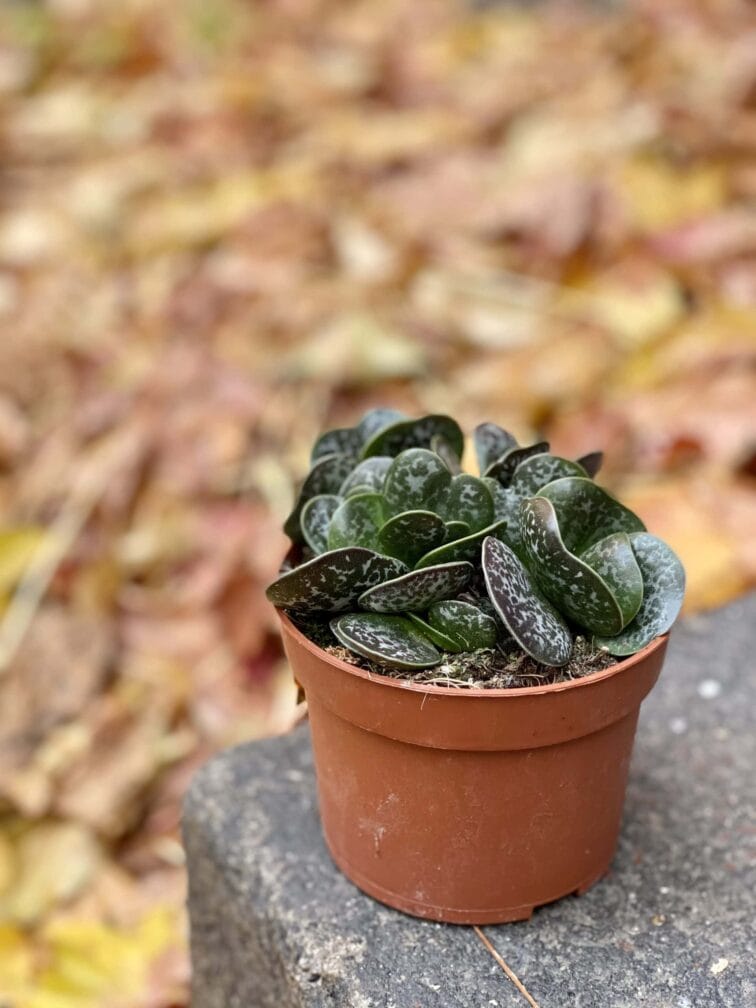 Zdjęcie rośliny Adromischus maculatus, ujęcie 3