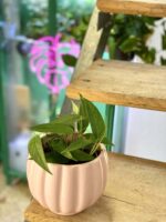 Zdjęcie doniczki lub oslonki: Osłonka Omega Pink 12x13 cm, ujęcie 2