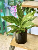 Zdjęcie doniczki lub oslonki: Osłonka Paint It Black 14x16 cm, ujęcie 2