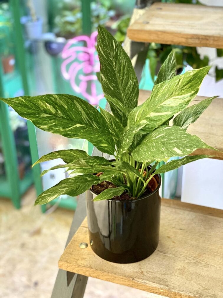 Zdjęcie doniczki lub oslonki: Osłonka Paint It Black 14x16 cm, ujęcie 2