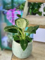 Zdjęcie doniczki lub oslonki: Osłonka Porto 10x10 cm, ujęcie 2