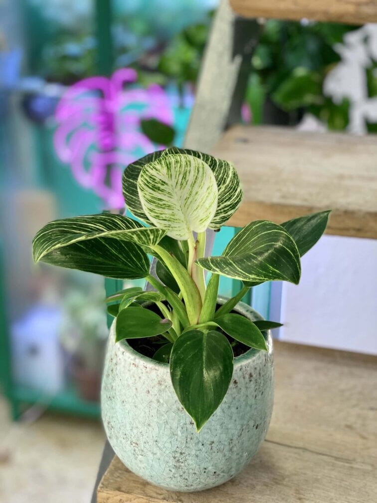 Zdjęcie doniczki lub oslonki: Osłonka Porto 10x10 cm, ujęcie 2