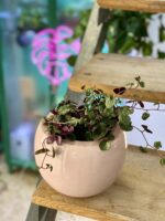 Zdjęcie doniczki lub oslonki: Osłonka Wrzos 11x15 cm, ujęcie 2