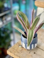 Zdjęcie doniczki lub oslonki: Osłonka Polewa 6x7 cm, ujęcie 2