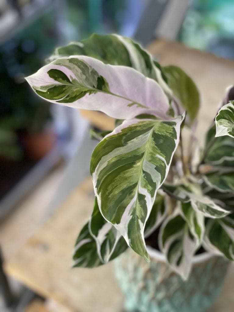 Calathea White Fusion (Kalatea) - Jungle Boogie