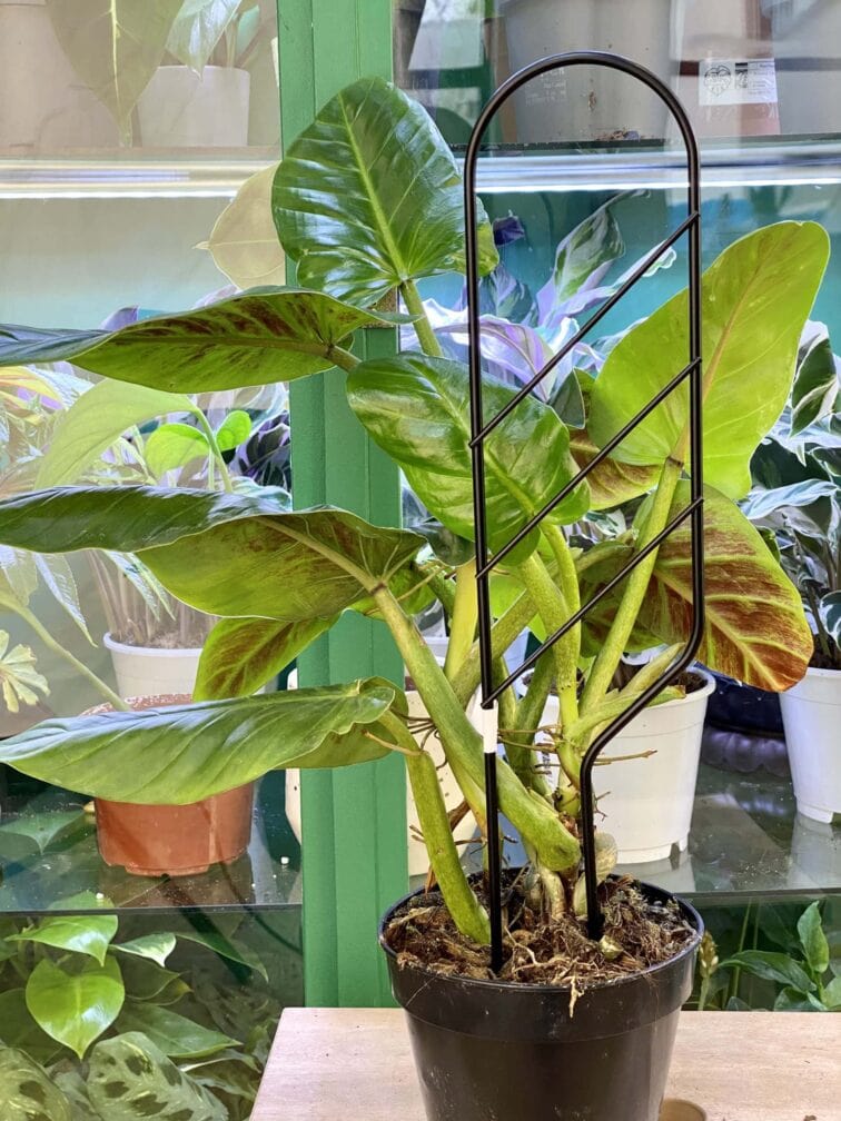 Zdjęcie akcesoria Drabinka Mała BuszBusz, ujęcie 1