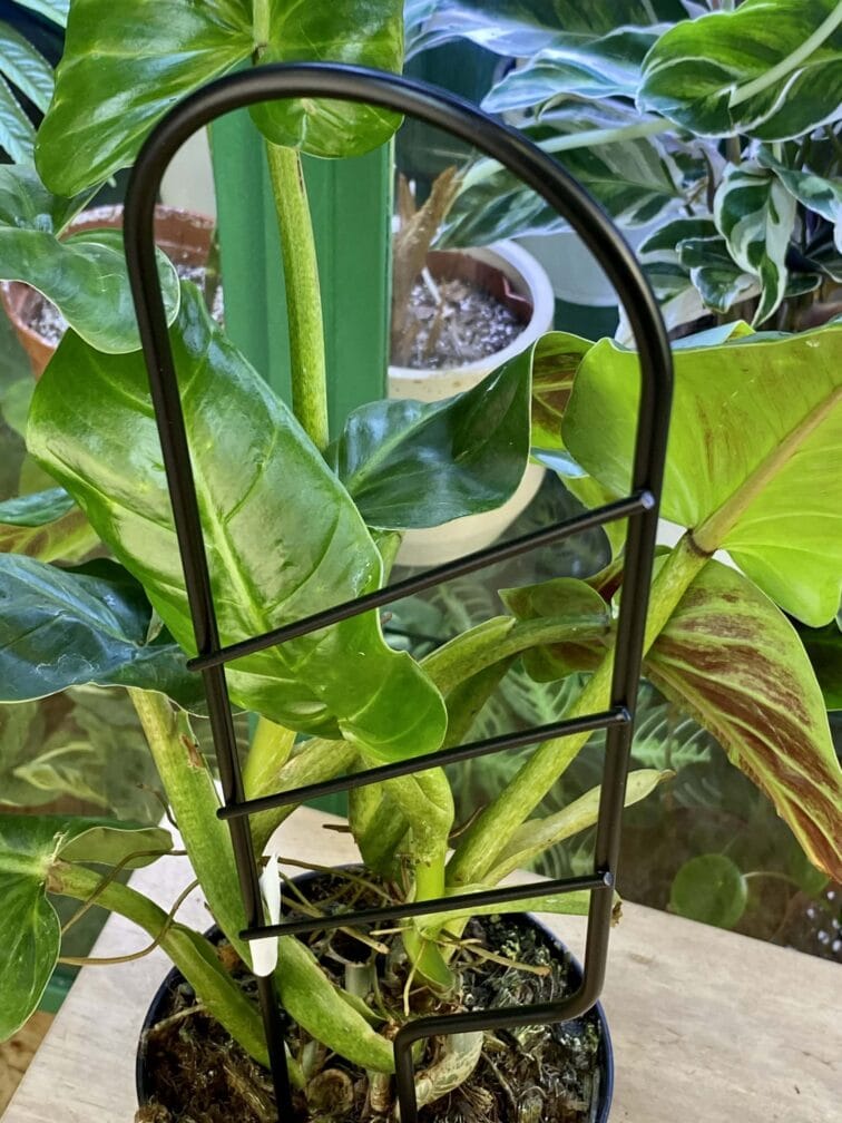 Zdjęcie akcesoria Drabinka Mała BuszBusz, ujęcie 2