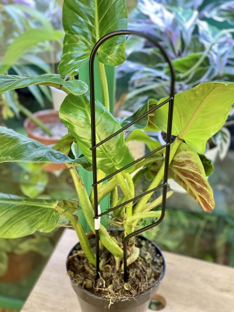 Zdjęcie akcesoria Drabinka Mała BuszBusz, ujęcie 3